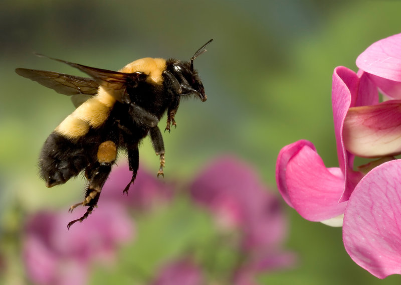Are Bumblebees breaking the laws of Physics while Flying?
