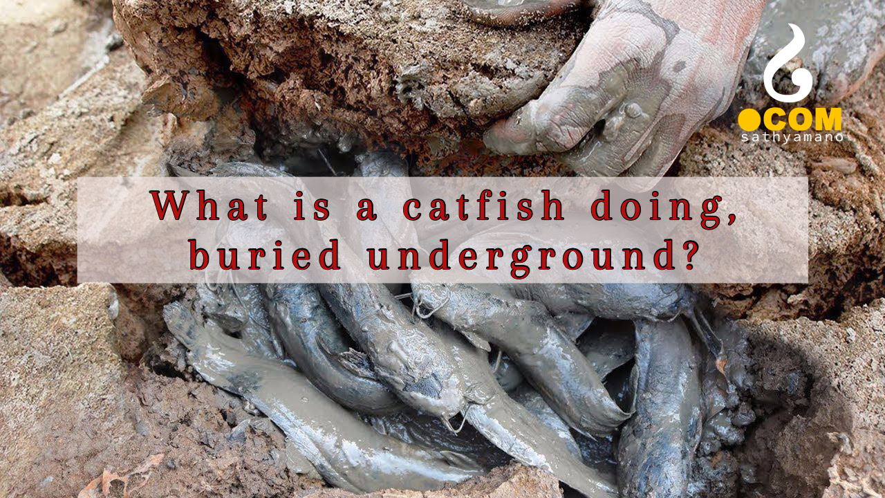 Underground dry land fishing- Whats the secret?